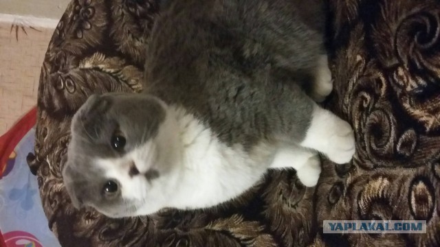 Коты из сети