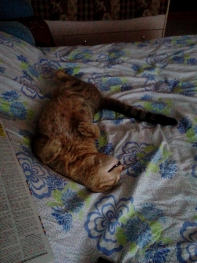 Котовторник  14.02.2017