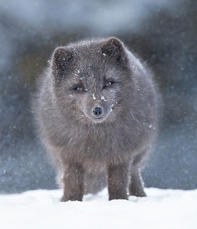 Самые смешные животные