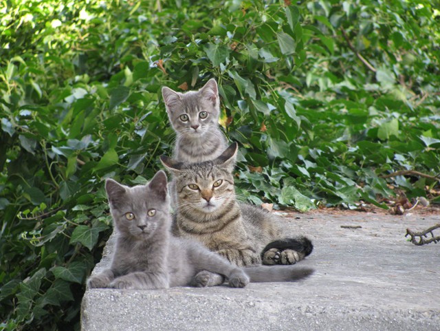 Коты и Кошки