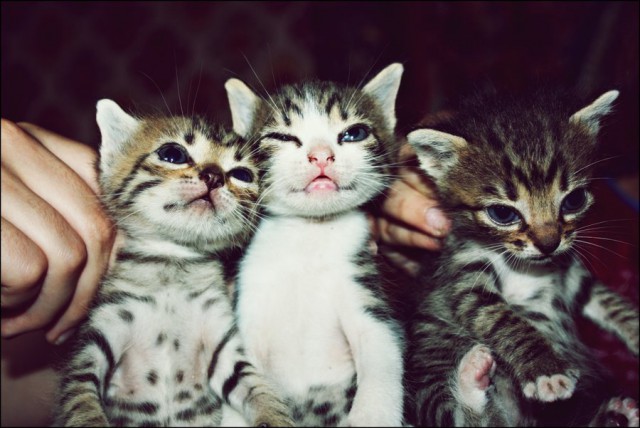 Коты и Кошки