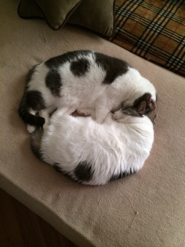 Коты и Кошки