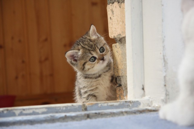 Коты и Кошки
