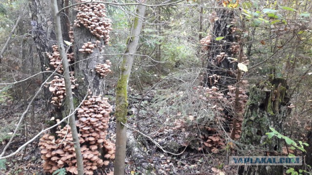 Осень, лес, грибы ... и не только ...