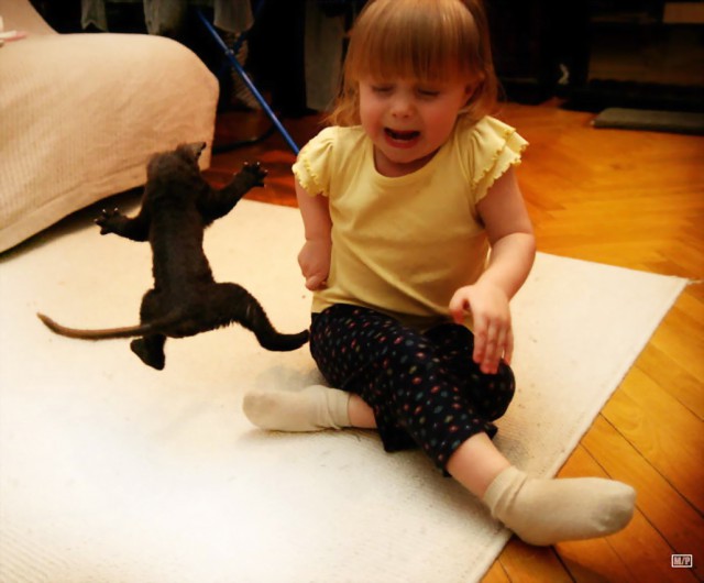 Коты и Кошки