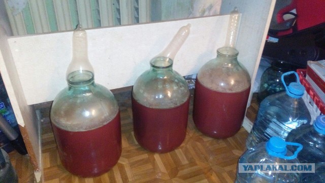 Осень! Дачники ЯПа. Есть чем похвалиться в этом дождливом году?
