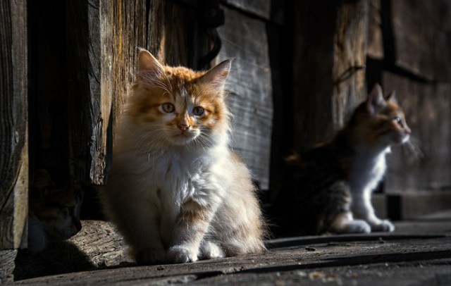 Коты и Кошки
