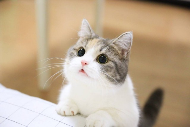 Прикольных котов пост