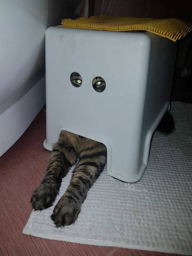 Прикольных котов пост