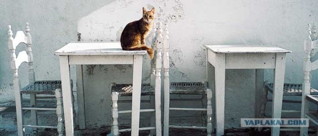 Котовторник на ЯПе