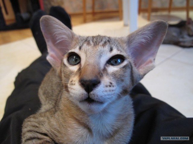 Котовторник 1.02.2011