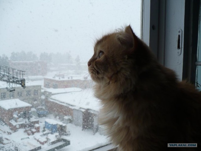 Котовторник 1.11.11