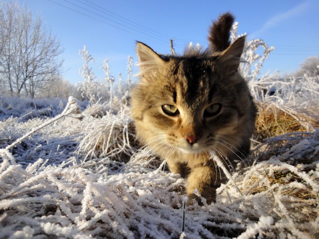 Первый КОТОВТОРНИК 2012