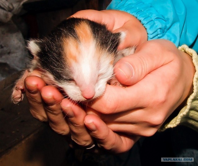 Котовторник (28.02.2012)