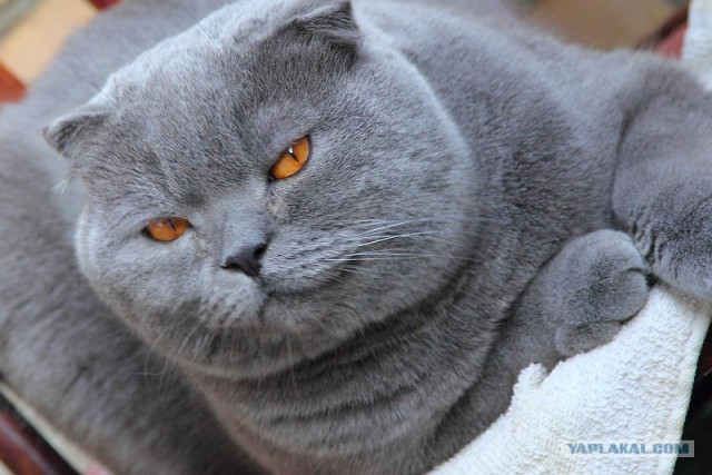 Котовторник 03 07 2012