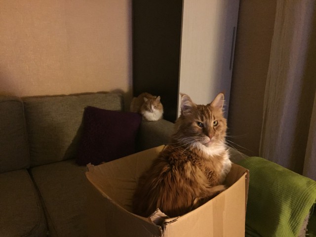 Трехцветное счастье