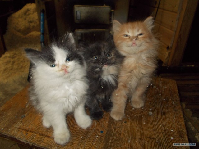 Котовторник ( 23.10. 2012. )
