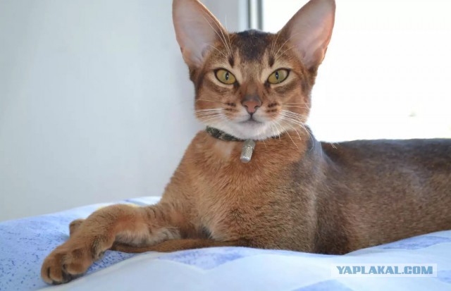 20 снимков с кисточками, доказывающих, что прекраснее мейн-кунов могут быть лишь котята мейн-кунов