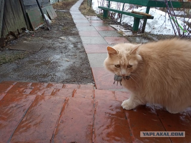 Картинки с котами и про котов