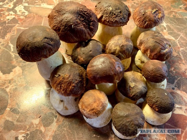 Быстромаринованные шампиньоны.