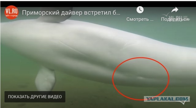 Медитативное видео: Дайвер-любитель встретился с белухой у острова Попова во Владивостоке