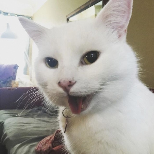 Мемный кот