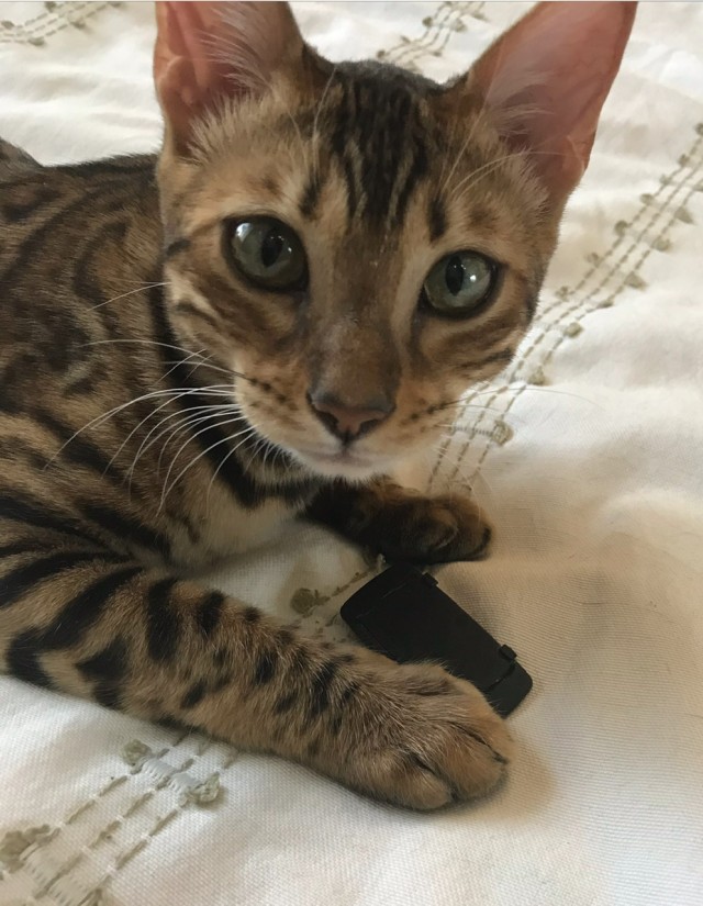 Моя красотка