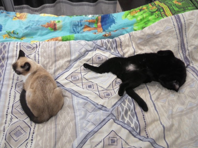 Котовторник. Добавляйте своих