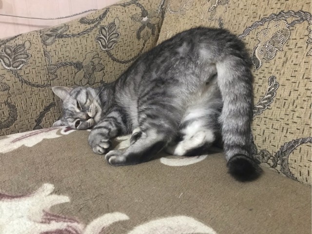 Котовторник!