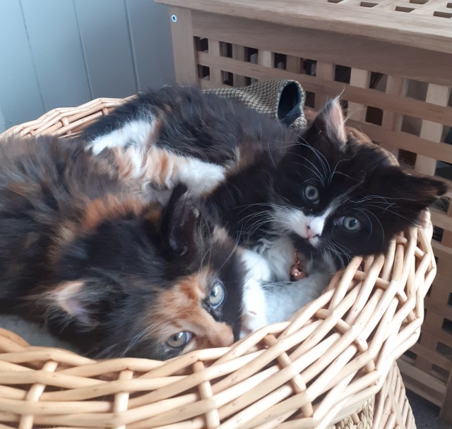 Мои личные котейки к котовторнику!