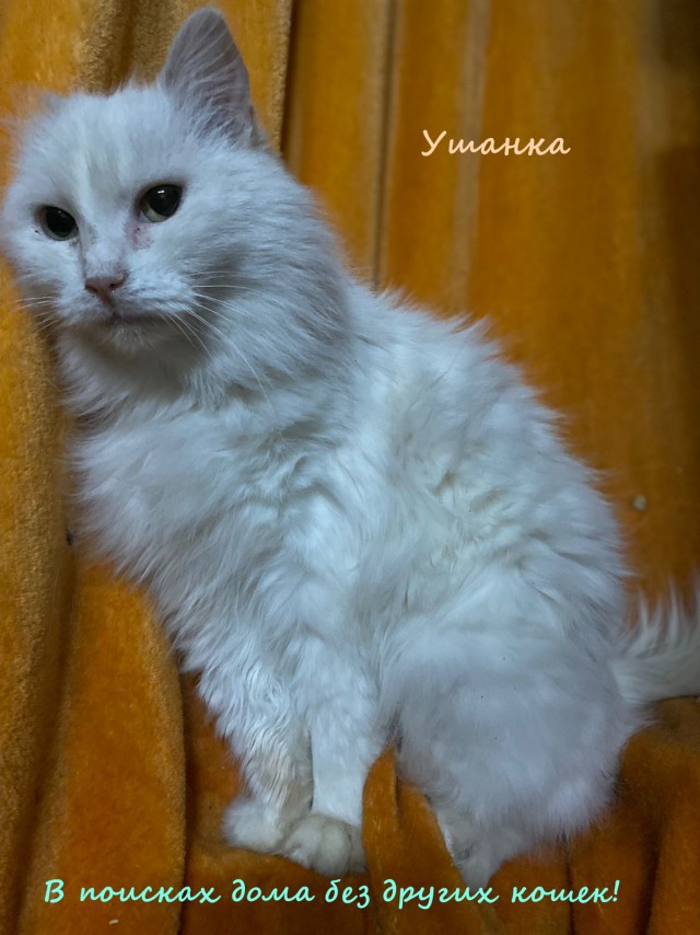 Жизнь домашнего приюта "Котоленд" 316