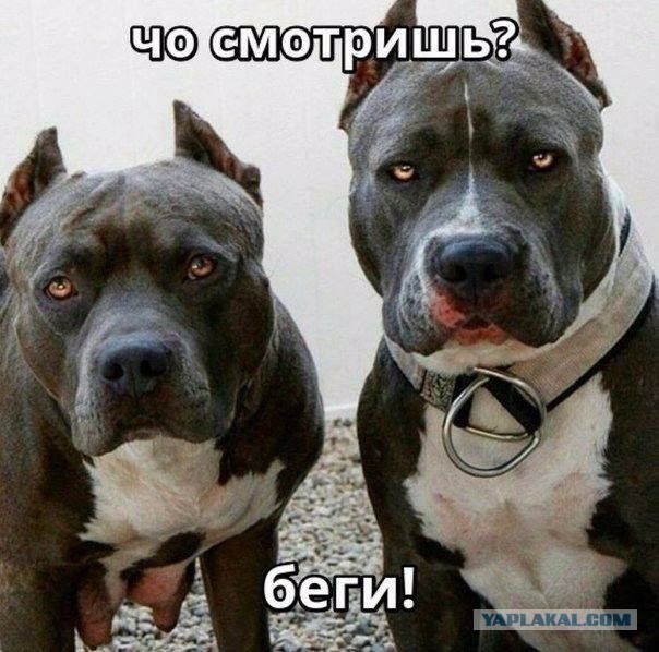 50 оттенков серого Vol.5 . Или самосвал баянов