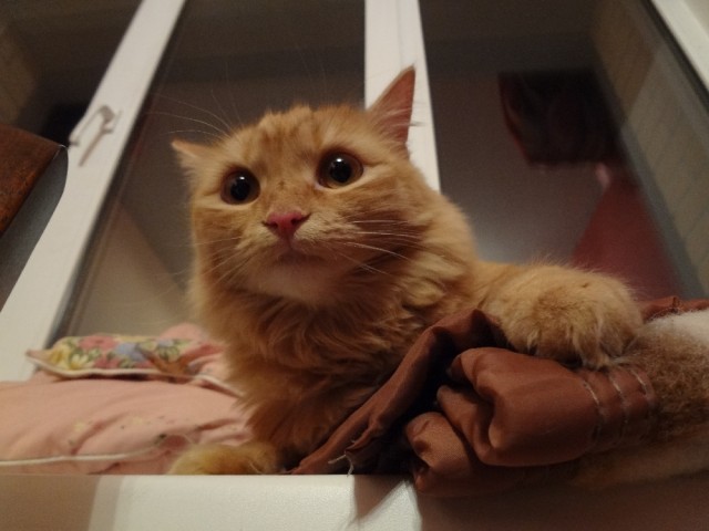 Котовторник 09.04.2013