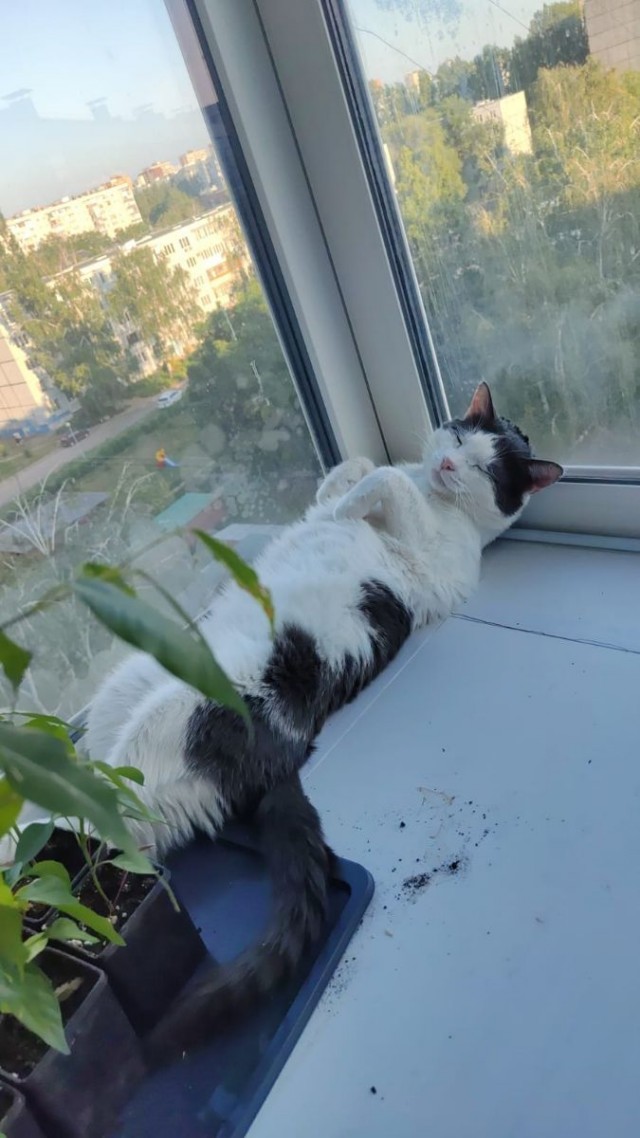 Походу мой кот бухает втихаря