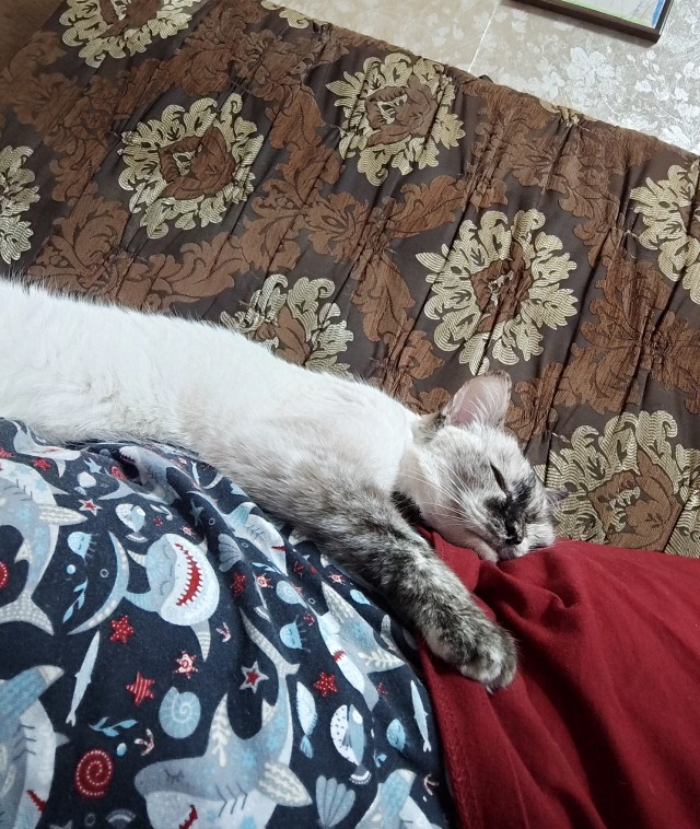 К - Котовторник ☺ Пополнение