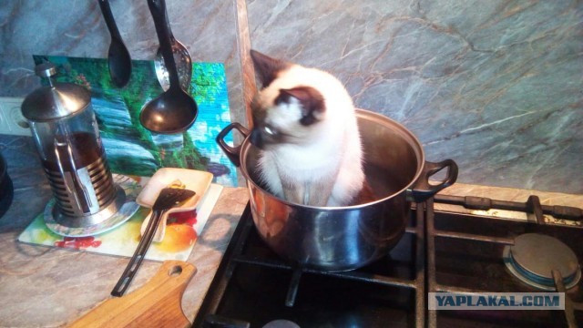 Рыжая КОТлетка