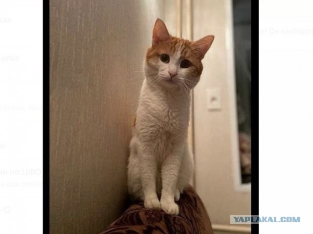 Владелец выброшенного проводницей кота рассказал о трагедии: "Так не оставлю"