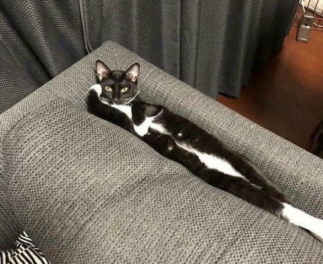 Котовторник в картинках