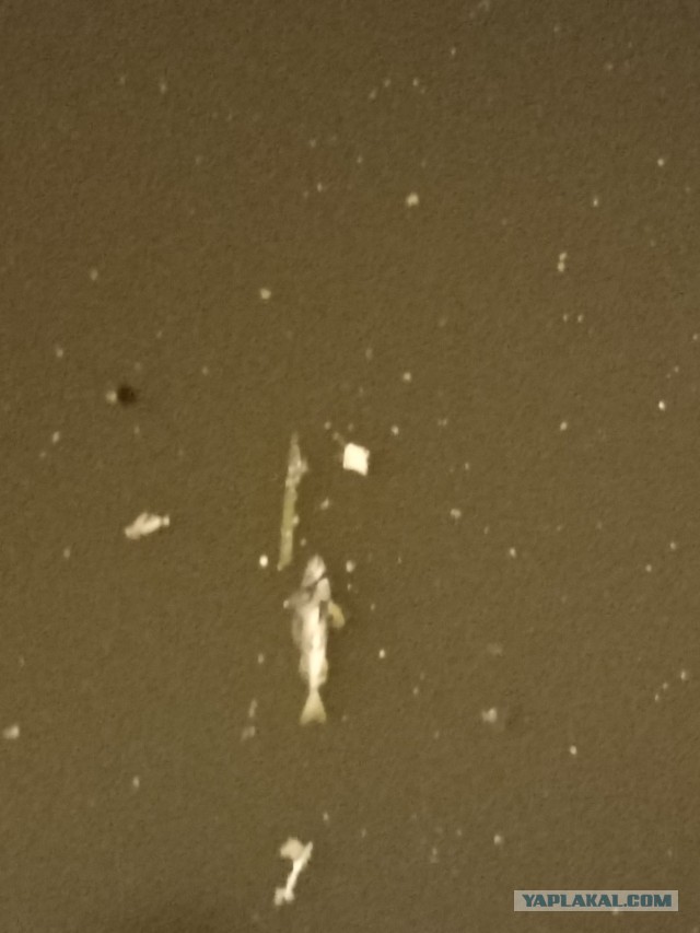 Экологическая катастрофа в Щелково