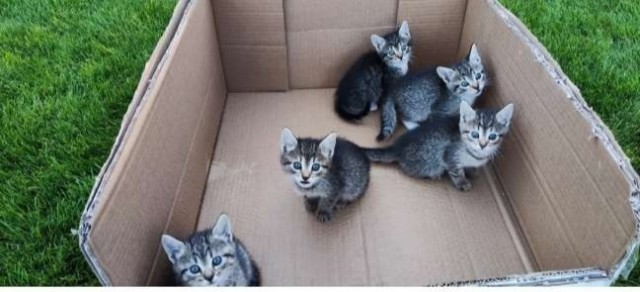 Жизнь с котом в одной картинке