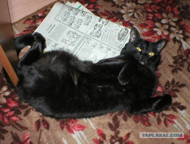 Чёрный котовторник