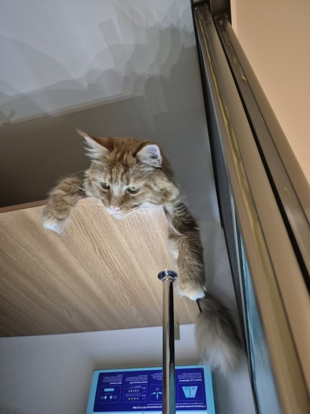 Тихон