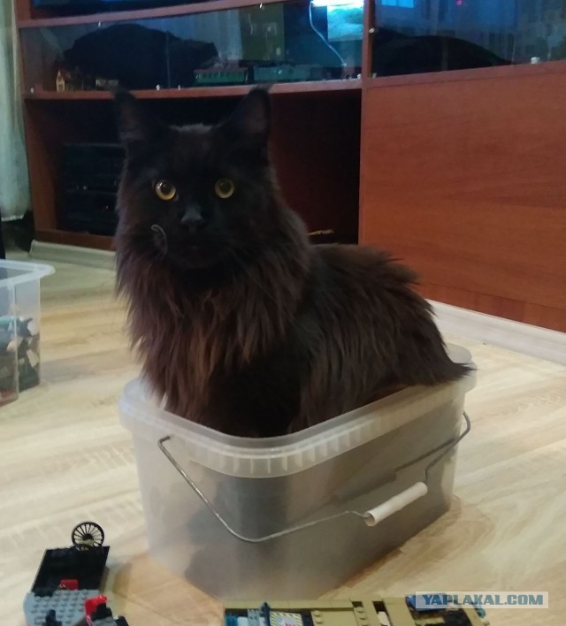 Котовторник