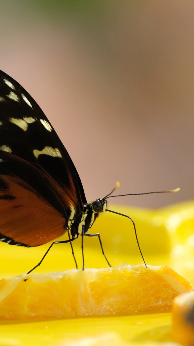 Интересные насекомые