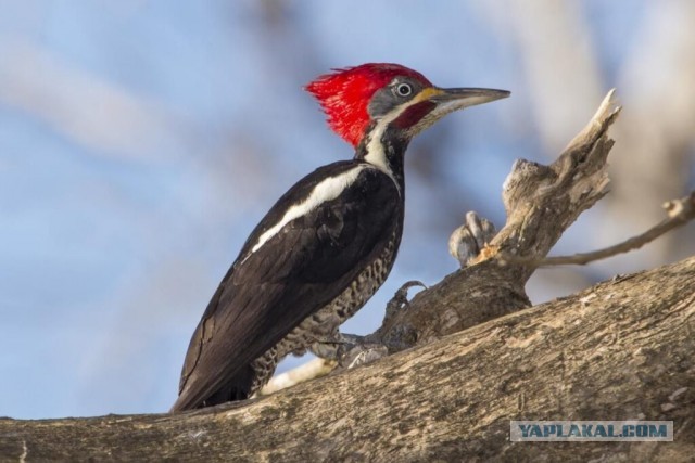 Путин допустил прекращение Россией поставок газа в Европу