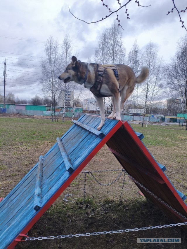Друзья (собакочетверг)