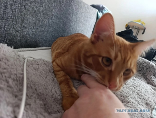 Пристраиваю котэ