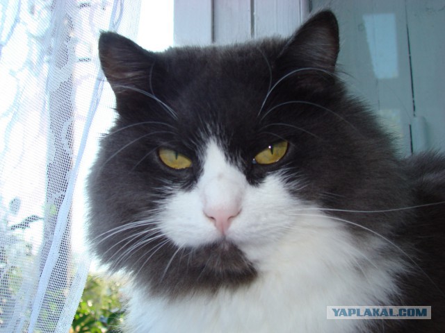 Котик