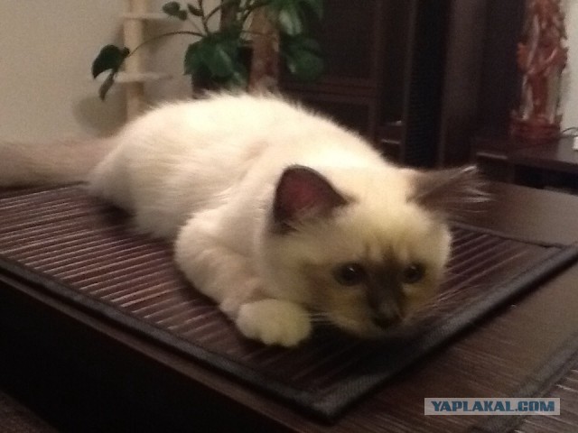 Котовторник  28.01.14