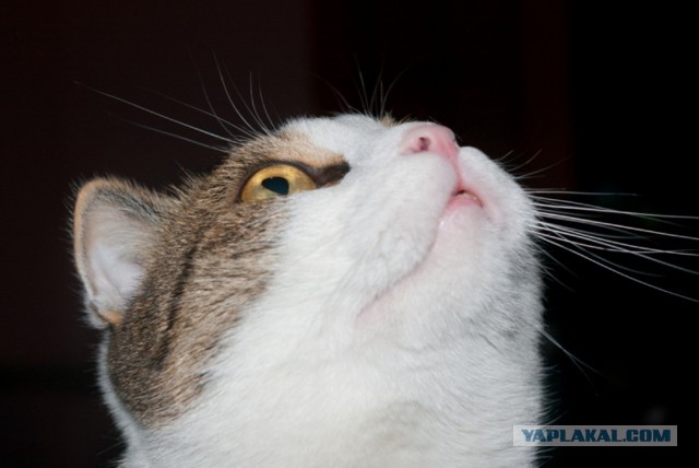 Котовторник  25.03.2014